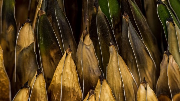 Plant Macro Surface Wallpaper