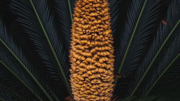 Plant Palm Fruit Wallpaper