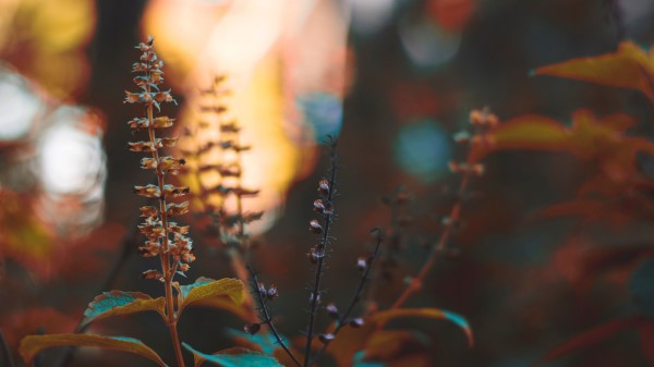 Plant Stem Branch Wallpaper