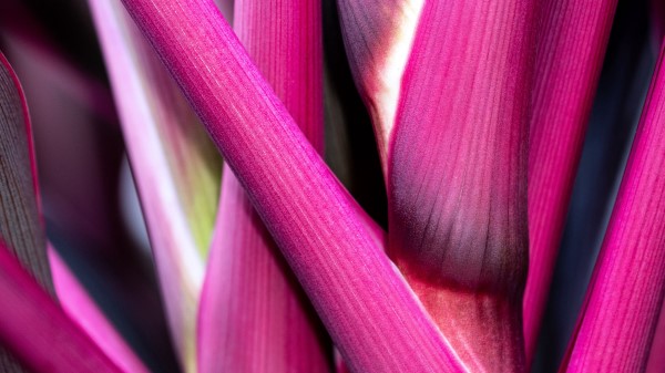 Plant Stem Macro Wallpaper