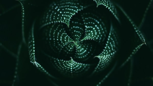 Plant Succulent Macro Wallpaper