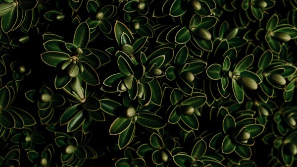 Plants Leaves Green Wallpaper