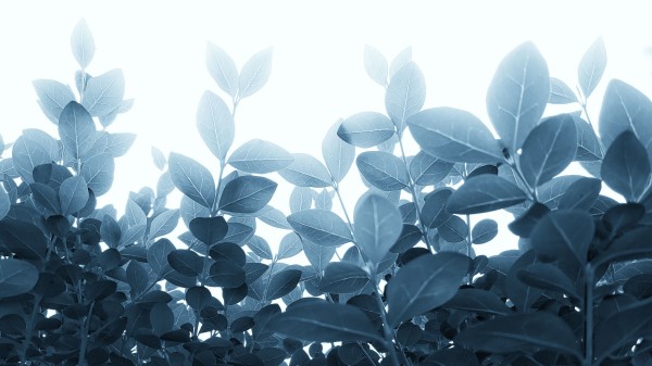 Plants Leaves Stalks Wallpaper
