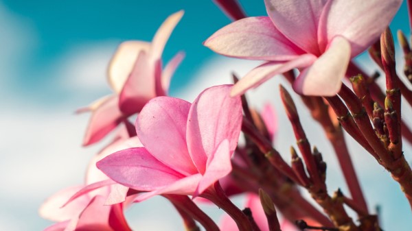 Plumeria Flowers Pink Wallpaper