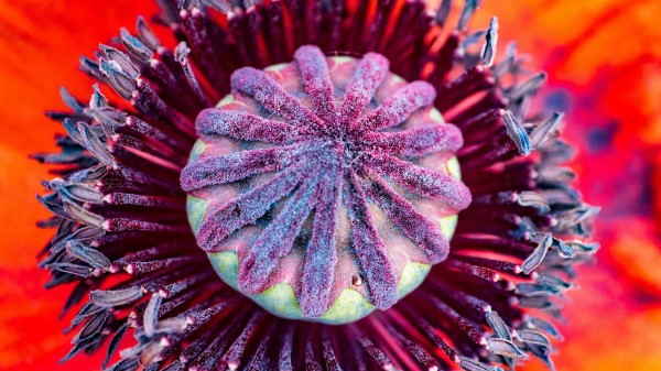 Poppy Flower Pistil Wallpaper