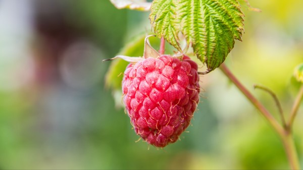 Raspberries Berries Fruit Wallpaper