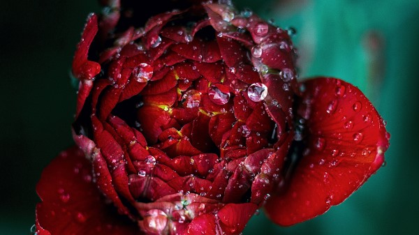 Red Flower Drops Close Up Wallpaper