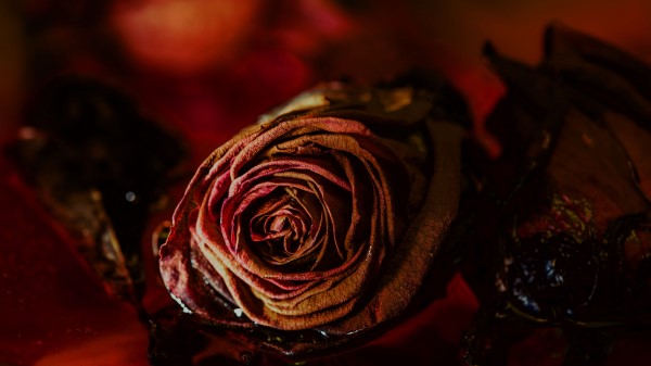 Rose Bud Dry Wallpaper