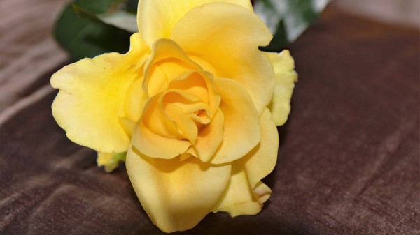 Rose Bud Yellow Petals Wallpaper