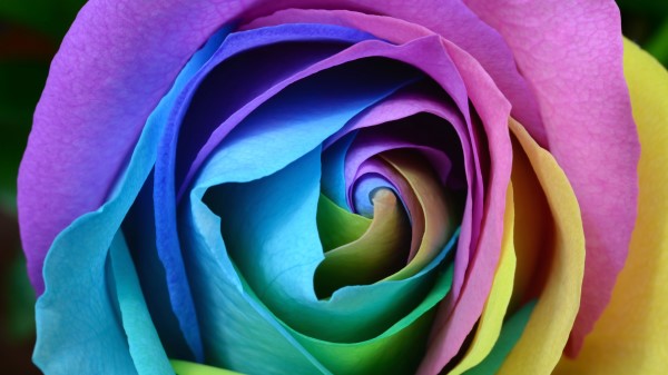 Rose Colorful Bud Close Up Wallpaper