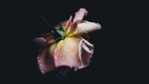 Rose Drops Bud Petals Wallpaper