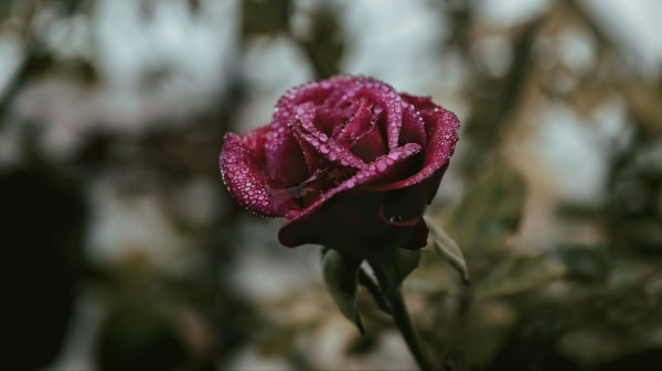 Rose Drops Moisture Wallpaper