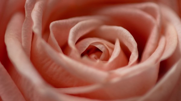 Rose Flower Macro Photography Wallpaper
