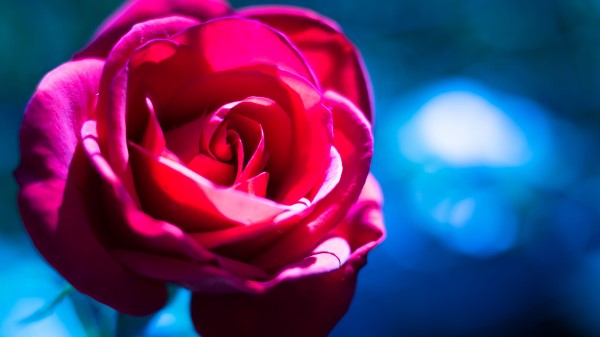 Rose Flower Macro Wallpaper