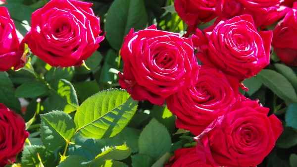 Rose Flowers Buds Petals Branches Wallpaper