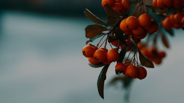 Rowan Berries Branch Wallpaper