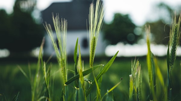 Rye Spikelets Field Wallpaper