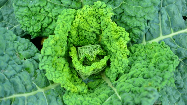 Savoy Cabbage Vegetable Leaves Wallpaper