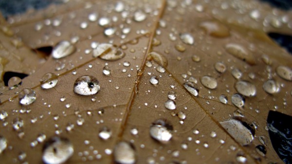 Sheet Drop Close Up Brown Wallpaper