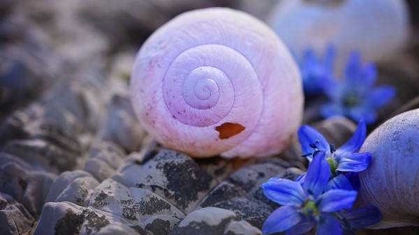 Shells Flowers Stones Wallpaper