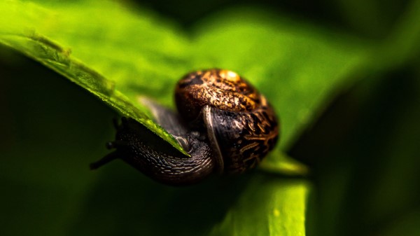 Snail Leaf Macro Wallpaper