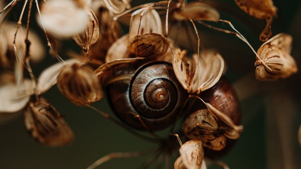 Snail Leaves Dry Wallpaper