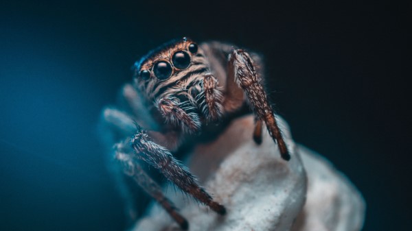 Spider Eyes Insect Wallpaper