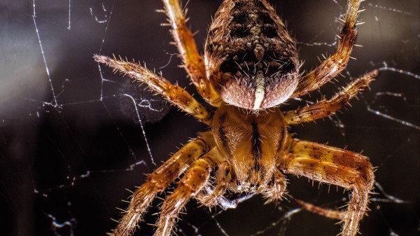 Spider Insect Closeup Wallpaper