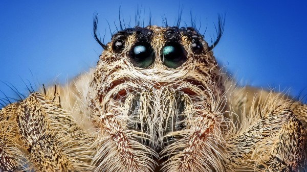 Spider Insect Eyes Close Up Wallpaper