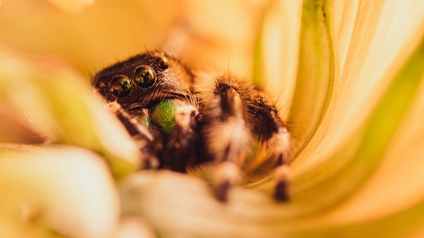Spider Macro Flower Wallpaper