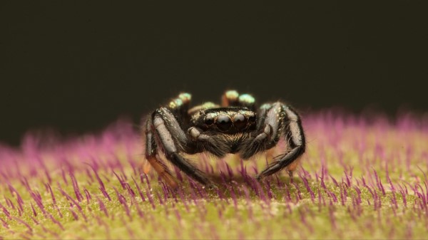 Spider Macro Small Wallpaper