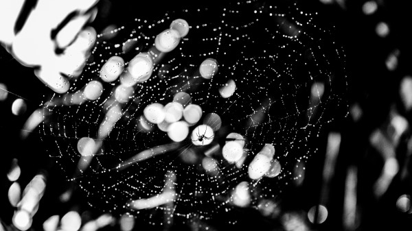 Spider Spider Web Drops Wallpaper