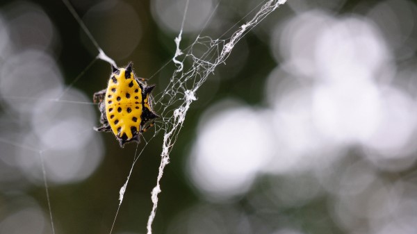 Spider Web Insect Close Up Wallpaper