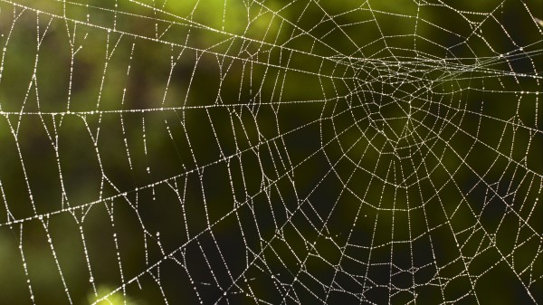 Spider Web Macro Drops Wallpaper