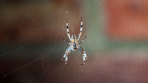 Spider Web Macro Wallpaper