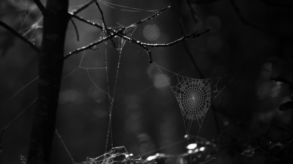 Spiderweb Bw Dark Wallpaper