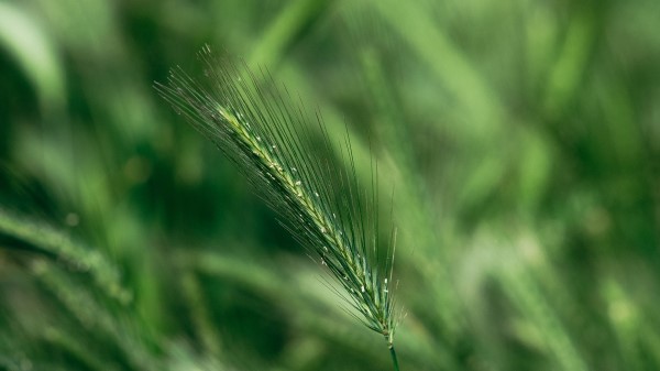Spike Macro Grass Wallpaper