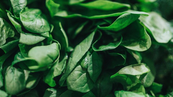 Spinach Leaves Green Wallpaper
