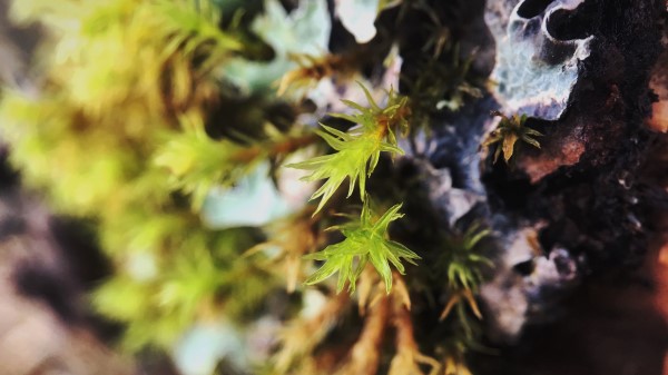 Sprout Leaves Close Up Wallpaper