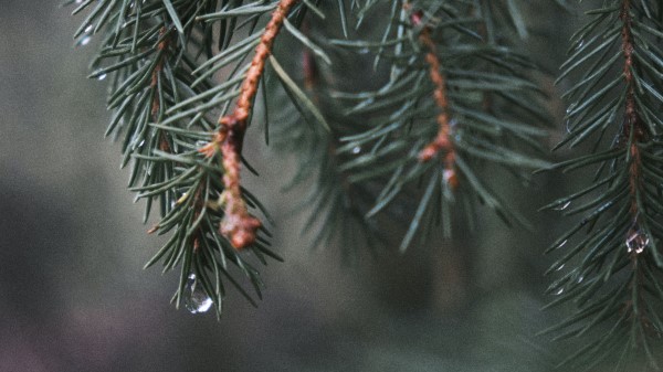Spruce Branch Needles Wallpaper