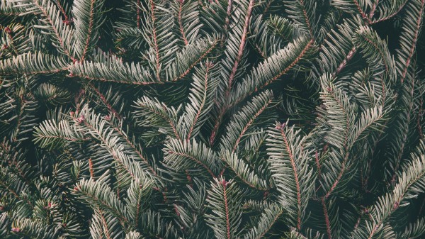 Spruce Needles Branches Wallpaper