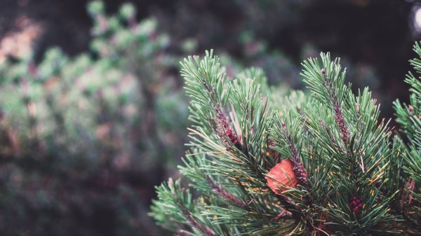 Spruce Prickles Sheet Wallpaper