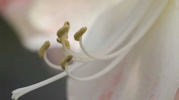 Stamen Pollen Flower Close Up Wallpaper