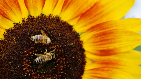 Sunflowers Bees Pollination Wallpaper