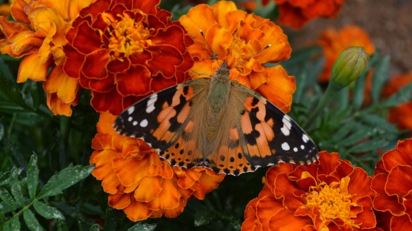 Tagetes Flowers Butterfly Bright Wallpaper