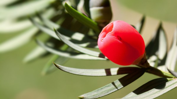 Taxus Flower Bud Leaves Wallpaper