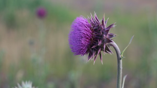 Thistle Flower Grass Stem Blurred Wallpaper