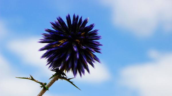 Thistle Flower Purple Wallpaper