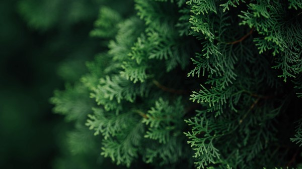 Thuja Branches Macro Wallpaper