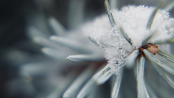 Tree Branch Snow Wallpaper